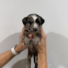 Boy 1 - Merle male Whoodle puppy in Pima, Arizona from Schmidt's K9s