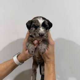 Boy 1 - Merle male Whoodle puppy in Pima, Arizona from Schmidt's K9s