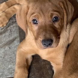 Labrador Retriever Puppies from TNT Elite Labradors