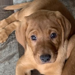 Labrador Retriever Puppies from TNT Elite Labradors