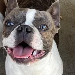 Boston Terrier puppies from AKC Moonshine Valley Boston Terriers