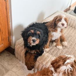 Piper - Black and tan female Cavapoo puppy in Wamego, Kansas from Doodles of Oz