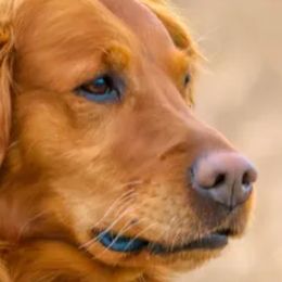 Golden Retrievers and Labrador Retrievers from Hunters Kennels