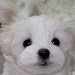 Maltese and Shih Tzus from Bayview Pups