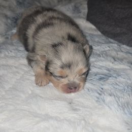 Illusion - Blue merle male Pomeranian puppy in Angleton, Texas from Pomeranian Palace, LLC