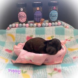 Dachshund Puppies from The Weenery