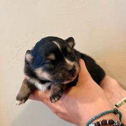 Macie - Tri-colored female Pomeranian puppy in Lakeport, California from Akins Aussies/Wild Rose Ranch