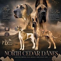 Great Dane puppies from North Cedar Danes