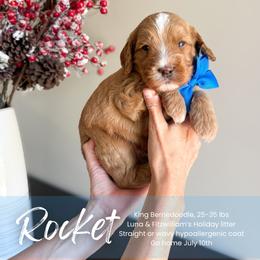 Rocket - Red male Bernedoodle puppy in South Jordan, Utah from Wonderful World Doodles