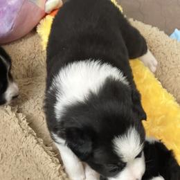 Border Collie Puppies from Roaring River Border Collies