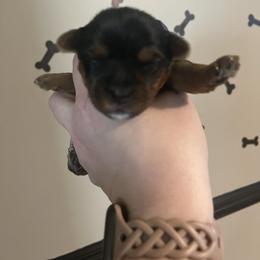 Chloe - Black and tan female Yorkshire Terrier puppy in Beavercreek, Ohio from The Yorkie Den, LLC