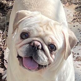 Jack - Pug