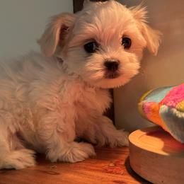 Athena - White female Maltese puppy in Live Oak, Florida from Pupkin’s Maltese