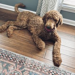 Betsy - Goldendoodle