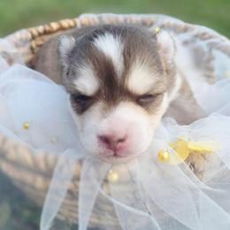 Kyra - Chocolate female Pomsky puppy in Christiana, Tennessee from Smoky Mountain Pomskies