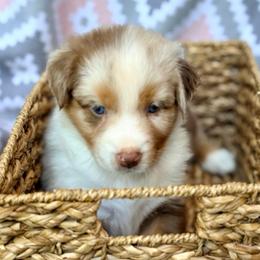 Rose - Red merle female Australian Shepherd puppy in Clover, South Carolina from Jo’s Aussies