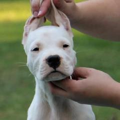 American Staffordshire Terriers, Dogo Argentinos, and Lagotti Romagnoli from Explicit Kennel
