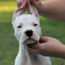American Staffordshire Terriers, Dogo Argentinos, and Lagotti Romagnoli from Explicit Kennel