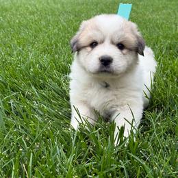 Miss Aqua - White and badger female Great Pyrenees puppy in Idaho from Portneuf Range Pyrenees