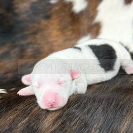 Pembroke Welsh Corgi Puppies from Hayday Ranch Corgis
