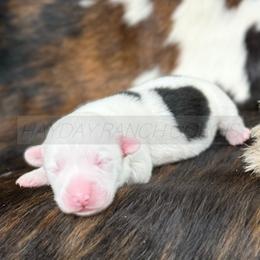 Pembroke Welsh Corgi Puppies from Hayday Ranch Corgis
