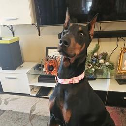 Hera - Doberman Pinscher