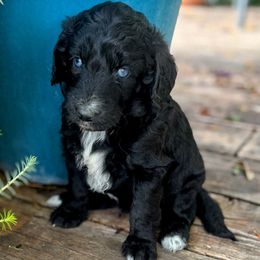 Dark Blue Collar - Black and white male Aussiedoodle puppy in Parma, Idaho from Arena Valley Acres
