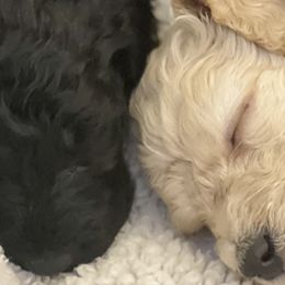 Goldendoodles from Alisha Rodgers