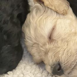 Goldendoodles from Alisha Rodgers