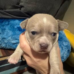 Briggs - Cream and white male Chihuahua puppy in Brooklyn, Connecticut from Ladybug Chihuahuas