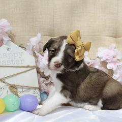Stella - White and gold female Bordoodle puppy in Ashland, Ohio from Cherry Blossom Doodles