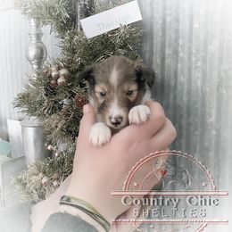Shetland Sheepdog Puppies from Country Chic Shelties