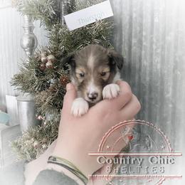 Shetland Sheepdog Puppies from Country Chic Shelties