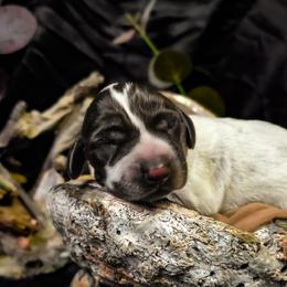 Ranchu - Liver roan male German Shorthaired Pointer puppy in Kenai, Alaska from LakeHaus Kennels