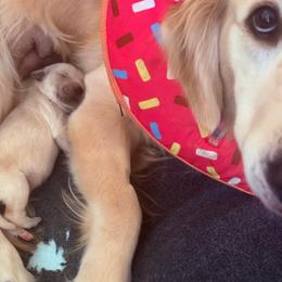 Golden Puppy Dog's There Can Be Only One Macleod - Light golden male Golden Retriever puppy in Aliso Viejo, California from Golden Puppy Dog