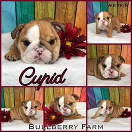 Bulldog Puppies from Bullberry Farm