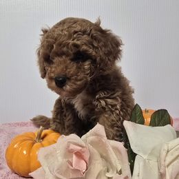 Poodle puppies from Mariya's Cavapoos