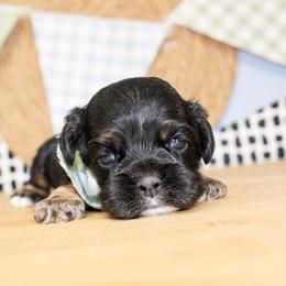 Nico - Black and tan male Cocker Spaniel puppy in Rattan, Oklahoma from Double M Cocker Spaniels