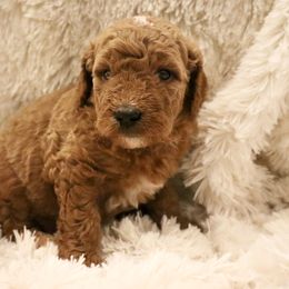 Swiss - Red  female Goldendoodle puppy in Denham Springs, Louisiana from E&S Goldendoodles