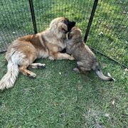 Leonberger Puppies from Leonberger Puppies at Harris Acres