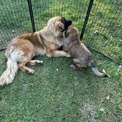 Leonberger Puppies from Leonberger Puppies at Harris Acres