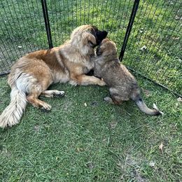 Leonberger Puppies from Leonberger Puppies at Harris Acres