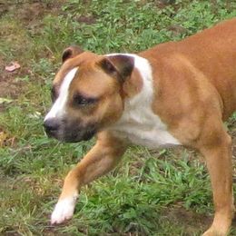 Staffordshire Bull Terriers from Charlene Addison