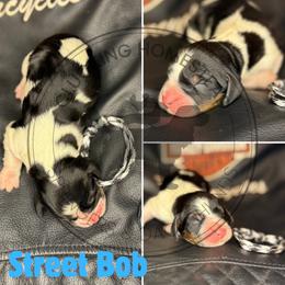 Stree Bob - Black white and tan male English Springer Spaniel puppy in Fond Du Lac, Wisconsin from Clucking Homestead Springers & Dachshunds