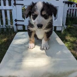 Peanut, boy - Border Collie puppy from White Sage Kennel