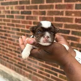 Kingston - Chocolate, tan and white male Yorkshire Terrier puppy in Lynwood, Illinois from SaintNicksWay
