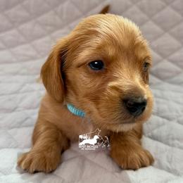 Francine AKC - Red female Dachshund puppy in South Easton, Massachusetts from Depot Dachsies