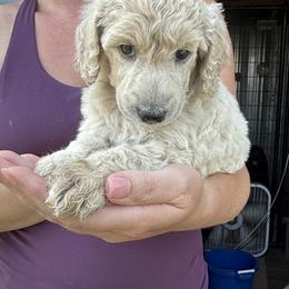 Girl 2 - Cream female Poodle puppy in Wentworth, South Dakota from PaintersPreciousPoodles