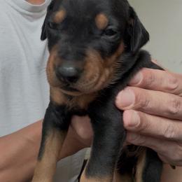 Black Boy - Black male German Pinscher puppy in Las Vegas, Nevada from Levi German Pinschers