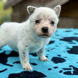 Sparkles - Blue mottled female Australian Cattle Dog puppy in Rosharon, Texas from 4Surge Cattle Dogs